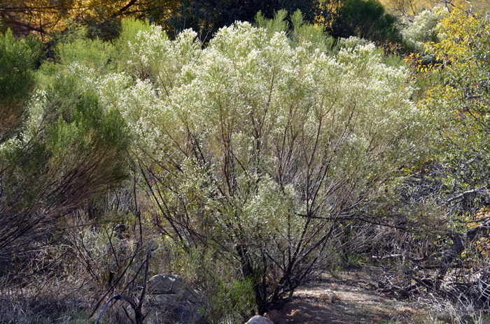 Desertbroom or Broom Baccharis is happy in lower deserts in gravel and sandy washes or along roadsides. Here it begins to disperse its feather white bristles floating through the air. This specimen was growing tall in a semi-riparian area. Baccharis sarothroides